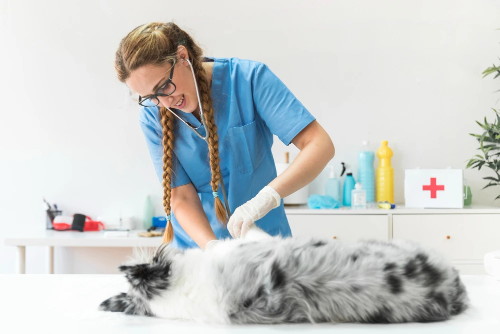 Kocaeli Yuvam Veteriner Kliniği 1